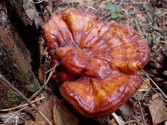 Ganoderma lucidum